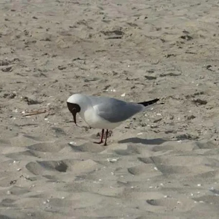 Darsser Weg 34 * Цингст